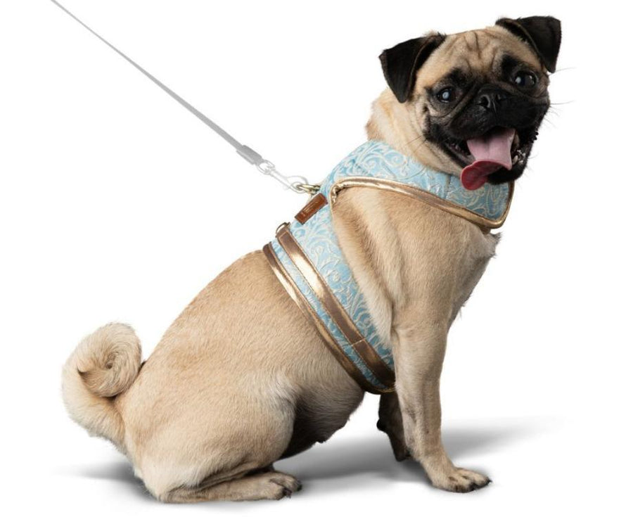 Romeo and Juliet, Romeo dog harness, walk wear, dog harness