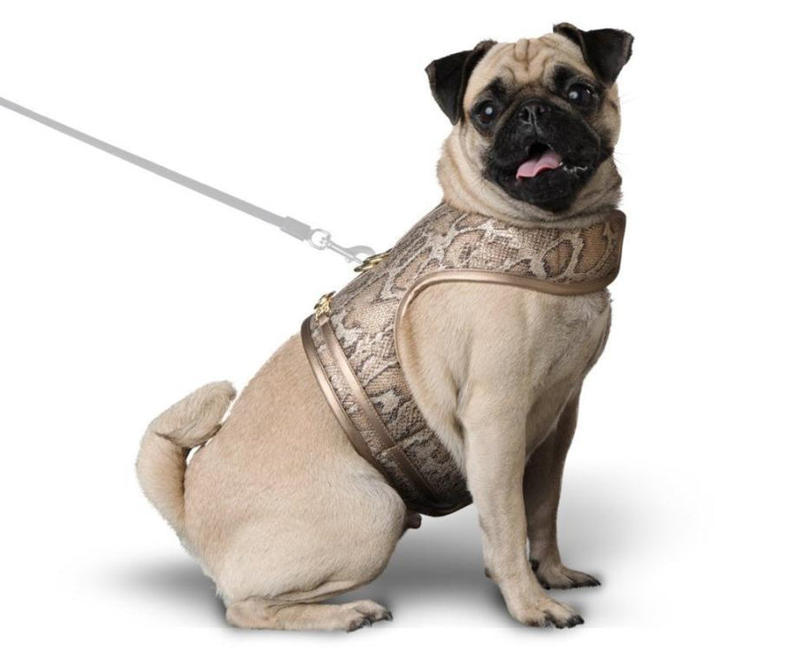 faux snakeskin harness, snakeskin harness, walk wear, dog harness